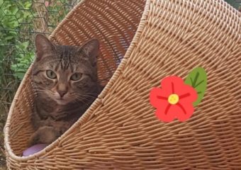 -vermittelt- Emma (*2018) zauberhafte Katzendame mit wunderschönen grünen Augen sucht ihren besonderen Menschen