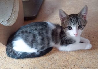 -vermittelt-Kalle (geb. *05/2023)