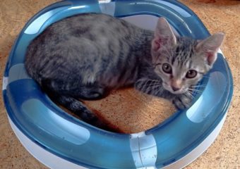 -vermittelt- Kasimir (geb. *05/2023)