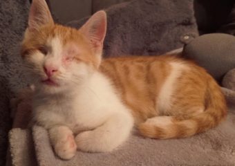 -vermittelt- Leonardo (geb.*05/2023)