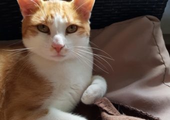 -vermittelt- Helmuth (geb. *01/2022)