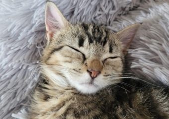 -vermittelt- Pebbles (geb.* 05/2023)