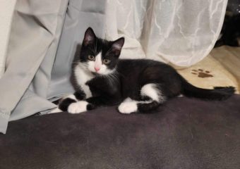 -vermittelt- Oreo (geb.*05/23)