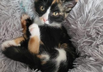 -vermittelt- Snickers (geb.* 05/23)