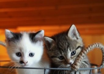 -vermittelt- kinderliebes Girls Trio (geb. 01.05.23) sucht „Indoorspielplatz“