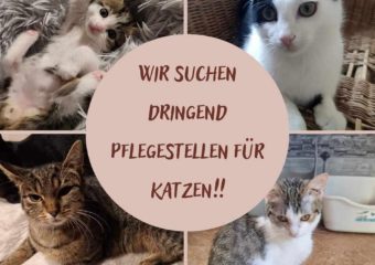 Pflegestellen gesucht!