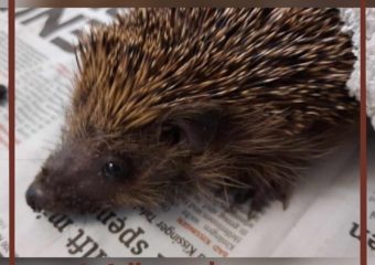 Neuzugang Igel Mäxchen