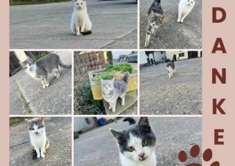 Streunerkatzen Kastration 2023