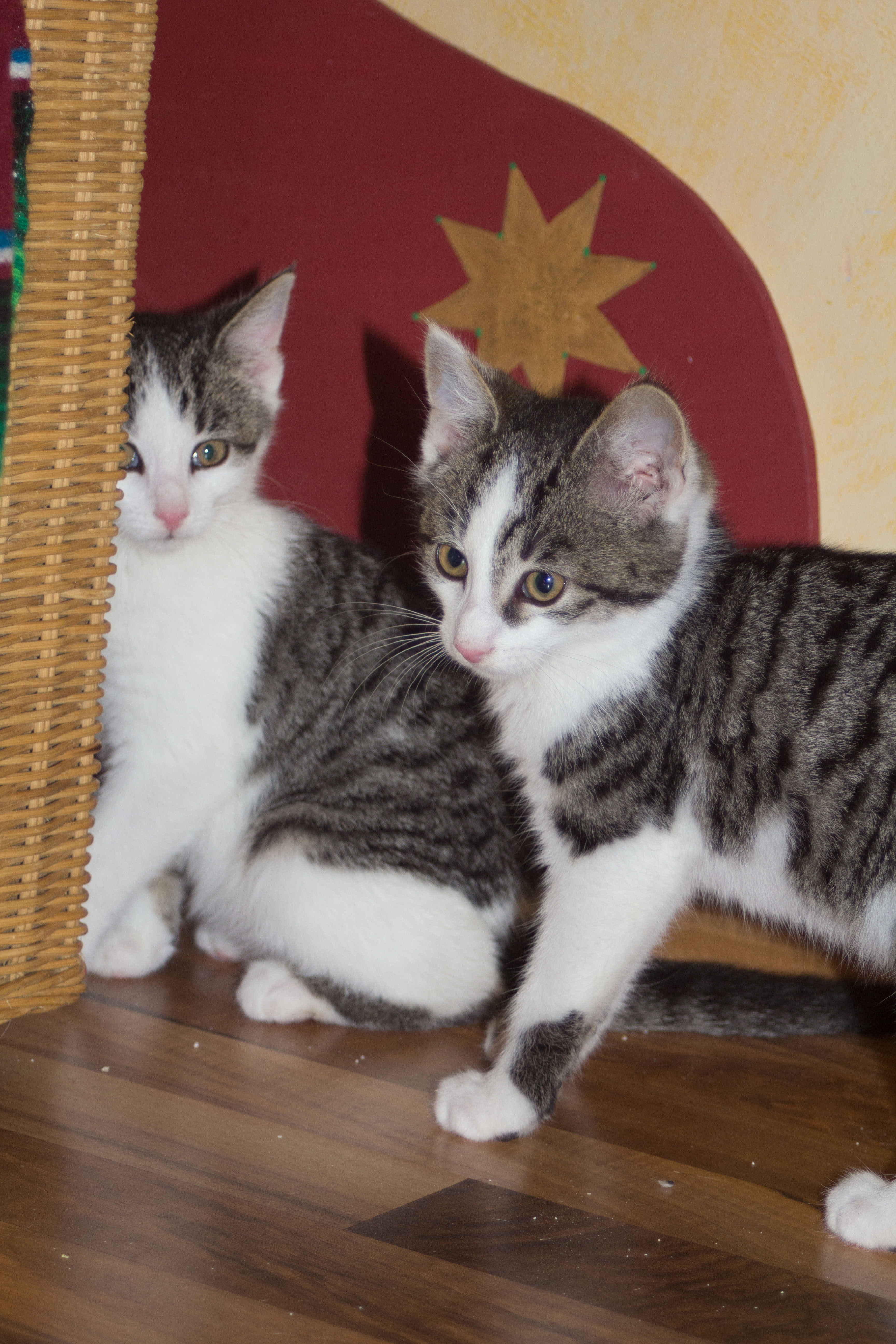 -vermittelt- Maurice und Fabienne (geb. 08/14) –  freundliche Schnurries suchen ein Zuhause *reserviert*