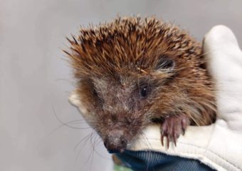 Wieder ein Igel auf Pflegestelle gezogen