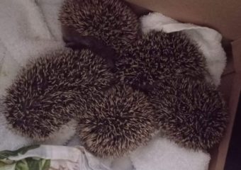 Update zu den 5 Igelkindern