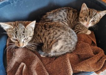 -vermittelt- Notfall: Igor und Hazel (geb. 06/23) – zwei Wildlinge suchen dringend „Hofplatz“