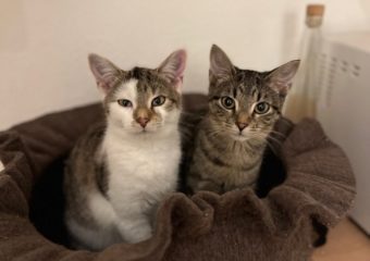 -vermittelt- Imani und Iskaja (*geb. 05/2022) – Aufgewecktes Kittenduo sucht neuen Wirkungskreis