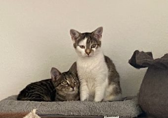 Iskaja und Imani konnten endlich auf Pflegestelle ziehen