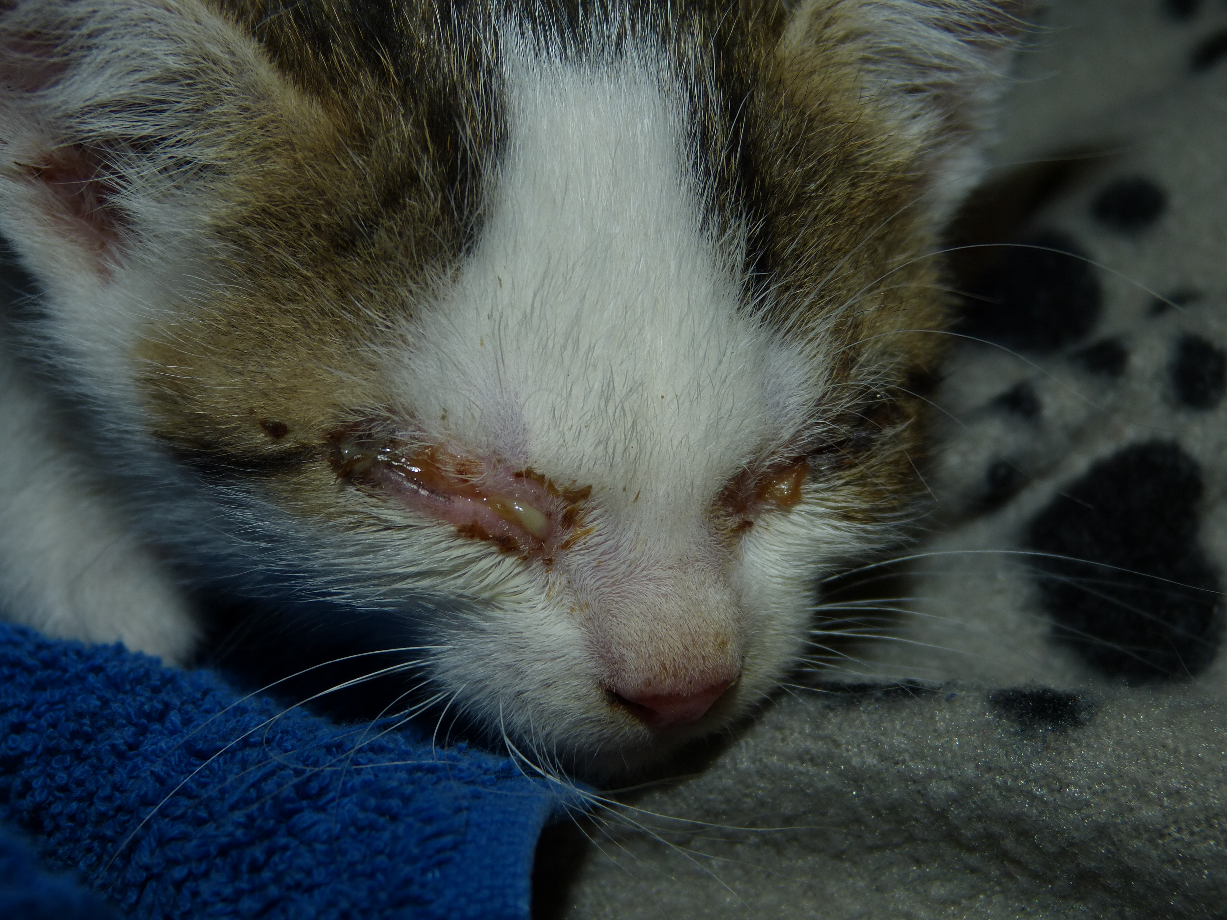 Katzenschutzverordnung für Gerolzhofen?