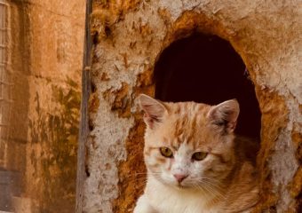 Jack (ca. 2018) – Stattlicher Seeräuber sucht seine neue Pearl