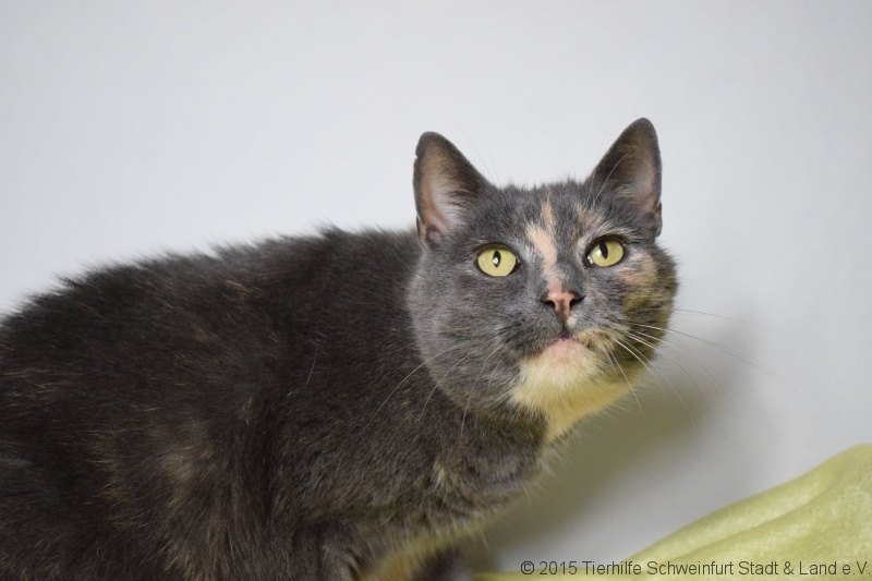 -vermittelt- Jacky, schildpatt, Moritz, grau und Morle, schwarz, 11 Jahre alte Geschwister möchten ihren Lebensabend bei liebevollen Menschen verbringen – mit Freigang