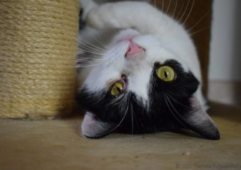 -vermittelt- Joshi (*geb.06/21), schwarz-weißes Schätzchen suchen Zuhause