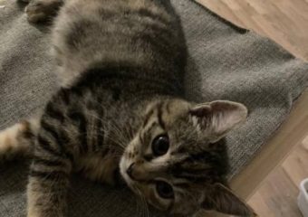 -vermittelt- Juno (*geb. 08/22) Süßes, kinderliebes Tigermädchen