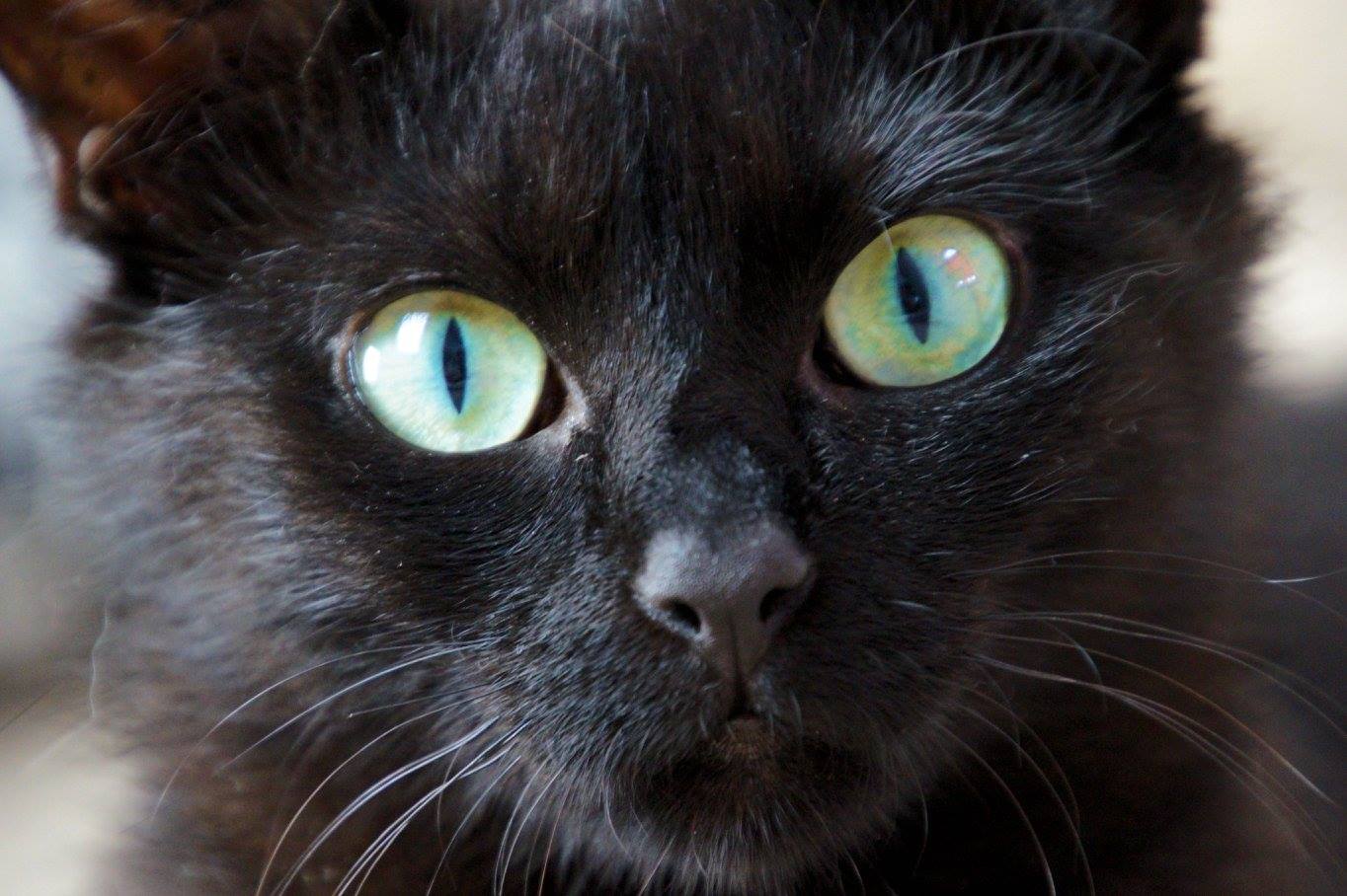 -vermittelt- Kali (geb. 07.2016) – Schwarze Schönheit sucht Zuhause