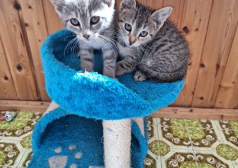 -vermittelt- Karla und Louisa (*geb. 07/23) – goldige Katzenmädchen suchen