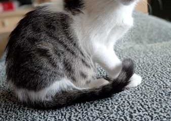 -vermittelt- Karlie (05/2023) – Kleiner Zuckerschock ist bereit, gute Laune zu verbreiten