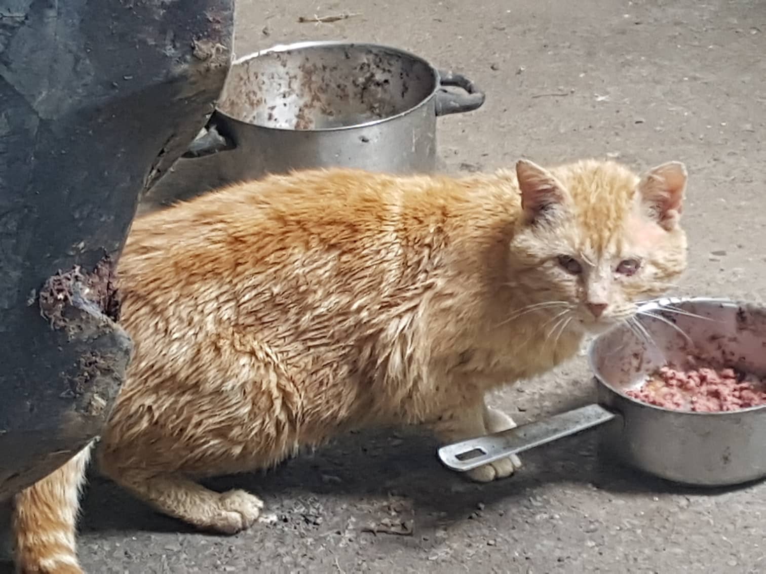 Kein Einzelschicksal – Bitte unterstützen Sie Kastrationsaktionen