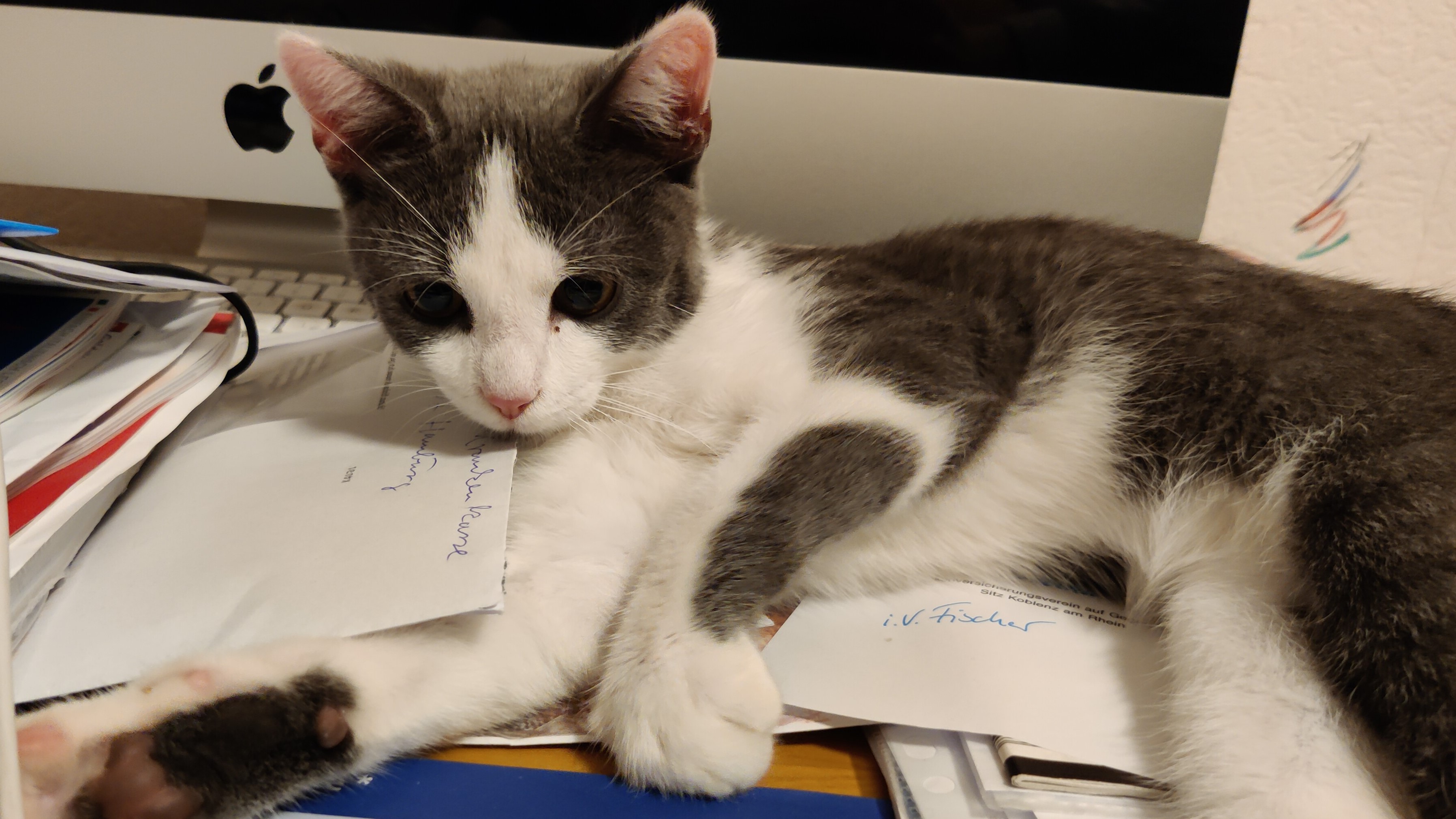 Junge Katze in Hochfeld/Steinberg zugelaufen