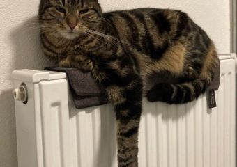 Kayda in 97422 Schweinfurt Steinberg vermisst