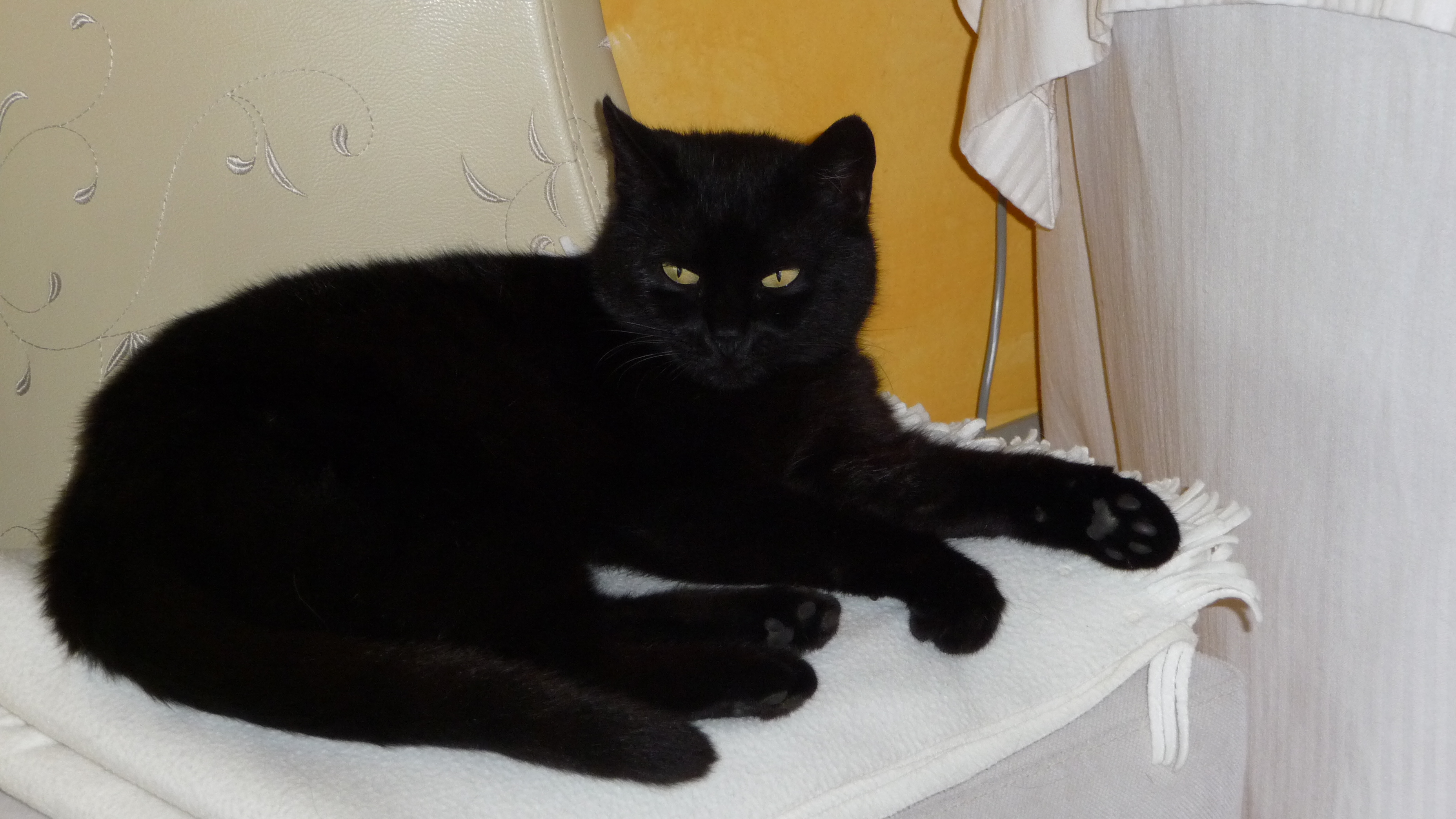 -vermittelt- Kiara (geb. 2010) – besondere Katze sucht Einzelplatz, gerne mit Hund