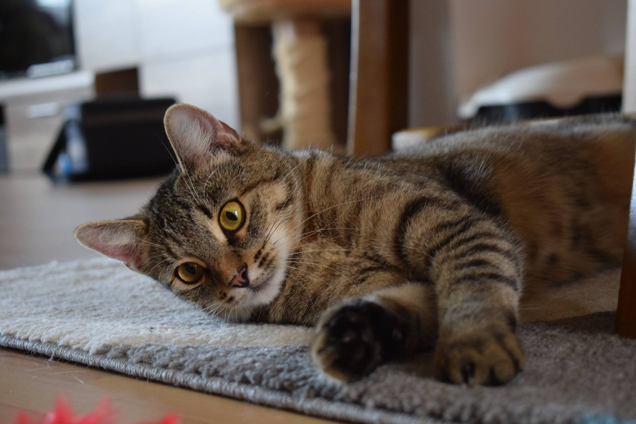 -vermittelt- Kisha (geb. Juni 2016) – kinderliebe Kuschelkatze sucht Einzelplatz