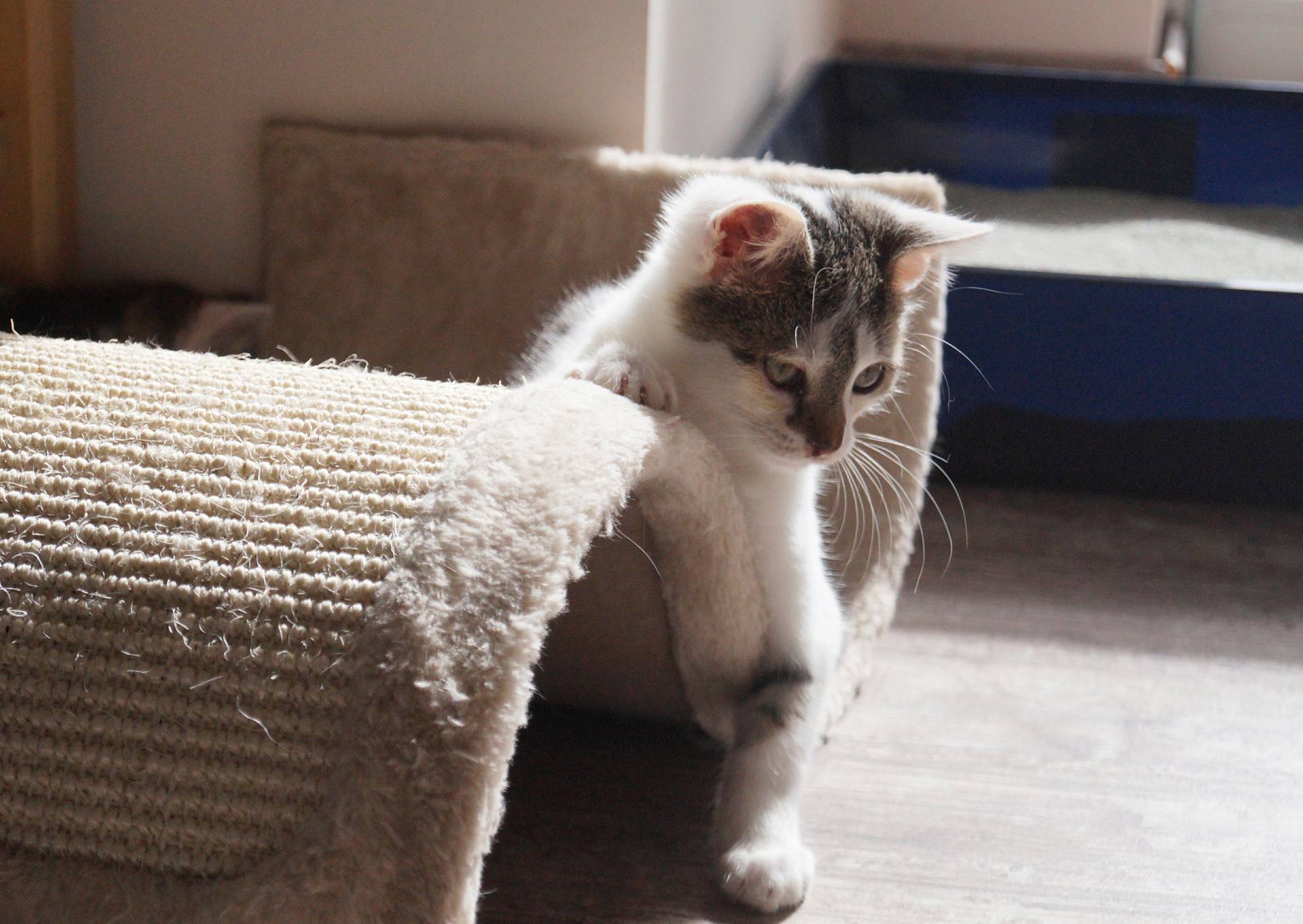 -vermittelt- Klausi – schmusebedürftiger Herzensbrecher (07/15)