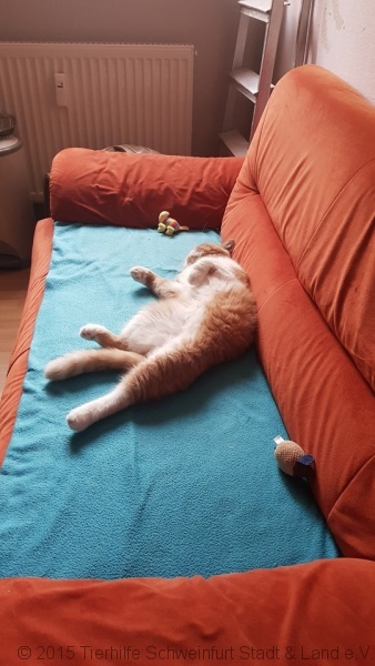 -vermittelt- Sir Lanzelot (geb. 05/16) sucht neues Zuhause