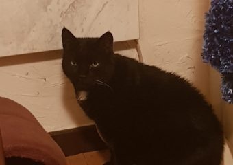 Lenox, der stattliche 13-jährige schwarze Kater auf der Suche nach dem Glück in einem neuen Zuhause als Einzelkatze und Freigang