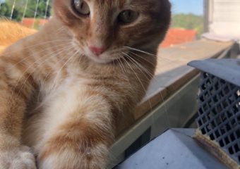 Roter EKH Kater Lenny / 97440 Schleerieth Vermisst