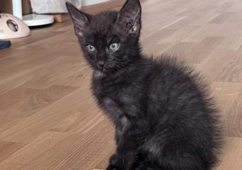 Leo (geb.06/22) – gesprächiger Schmuser sucht