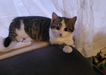 -vermittelt- Lilo (*09/2023) – Kleines Tigermädchen sucht geduldiges, liebevolles Zuhause