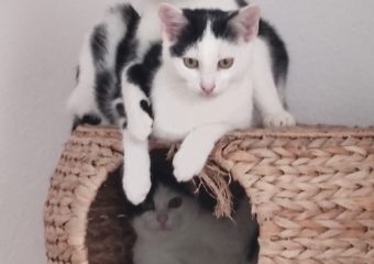 -vermittelt- Linus und Sebastian (geb. 08/2023 ) Spielfreudige Charmeure suchen neues Revier