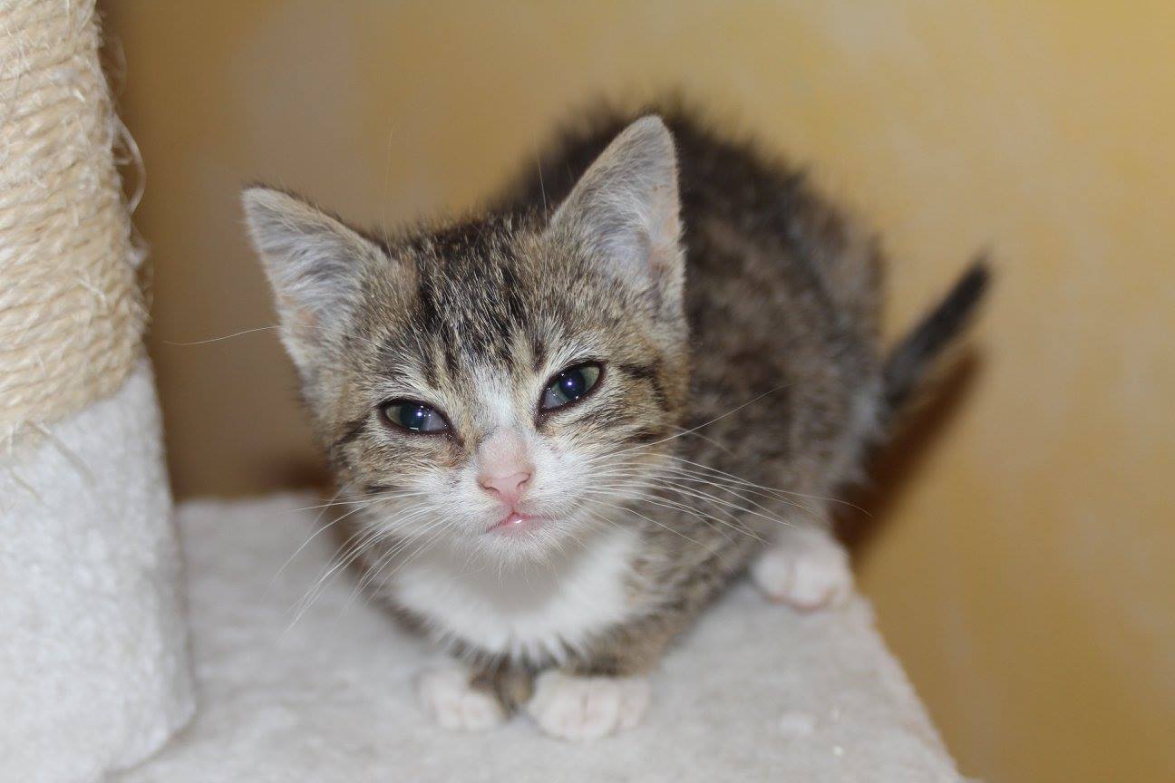 -vermittelt- Lovely und Cutie (geb. 04/15) – süßes Geschwisterpärchen sucht Kuschelplatz