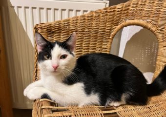 -vermittelt- Luca (geb. 08/2023) Kuschelweltmeister sucht Dich