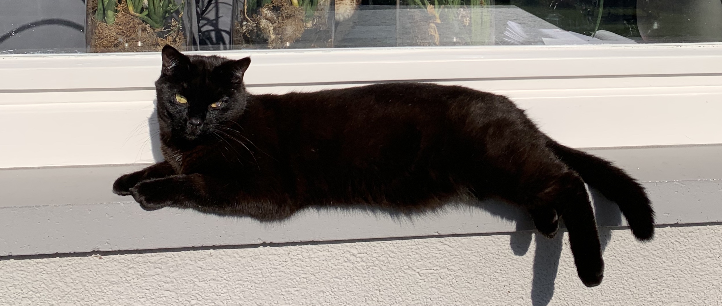 Lucky am Hochfeld in Sw vermisst