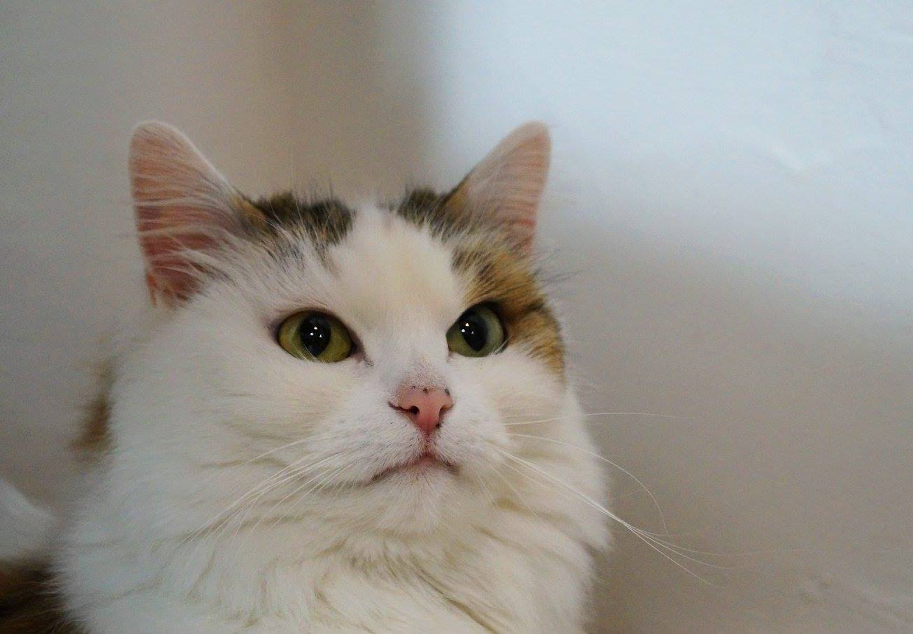 -vermittelt- Waldkatzenmixe Luna und Tigger (geb. 2008) suchen kuschelreiches Zuhause