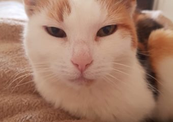 -vermittelt- Luzi *2017, zartes dreifarbige Katzenmädel