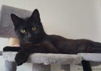 -vermittelt- Macy geb. 08/22 ….Kuschelkobold auf der Suche