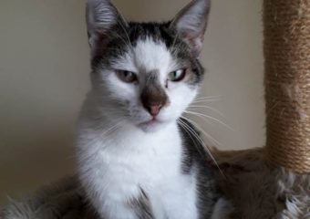 -vermittelt- Malte (*geb.23.08.21) liebes Katerchen sucht ein Zuhause