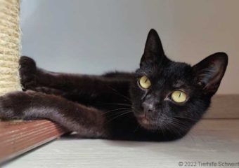 -vermittelt- Mara (*geb. 03/2022) zarte Seele sucht Zuhause