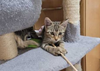 -vermittelt- Marley (w) (geb*05/23), quirliger Sonnenschein sucht ihr Für-immer-Zuhause