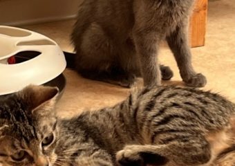 -vermittelt- Odette (*geb. 07/23) und Mascha (*geb. 06/23) suchen Für-Immer-Zuhause mit riesigem Spiel- und Kuschelfaktor