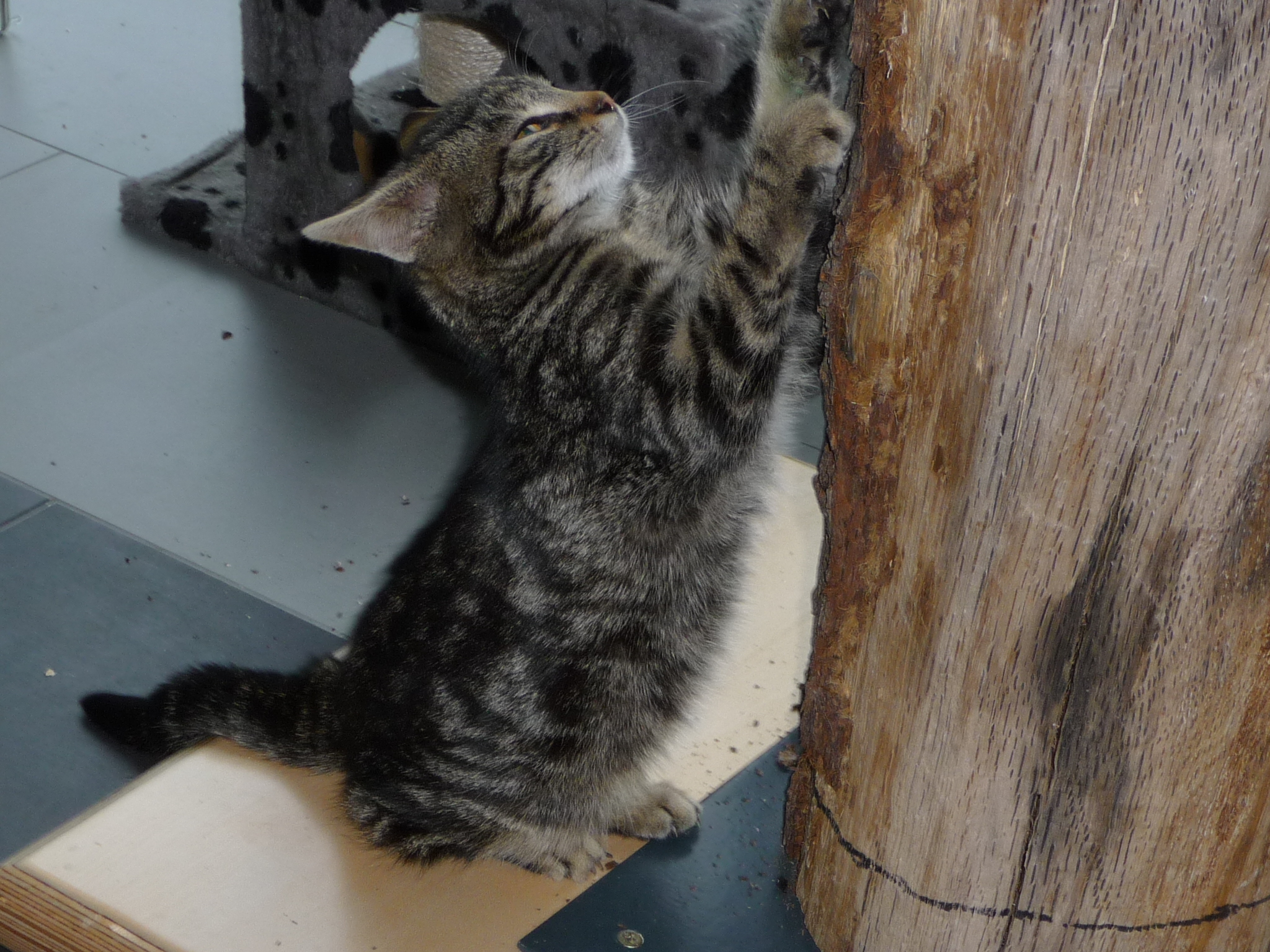 -vermittelt- Maxl (geb. 08/14) – hundeverträglicher lieber Katzenjunge