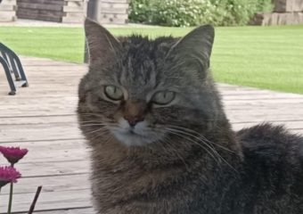 Katze Maja seit 09.10.2022 vermisst in Zell am Ebersberg